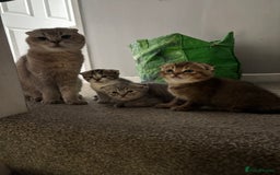 Scottish Fold cats for sale: 3 Scottish folds  in Uckfield - Image 2