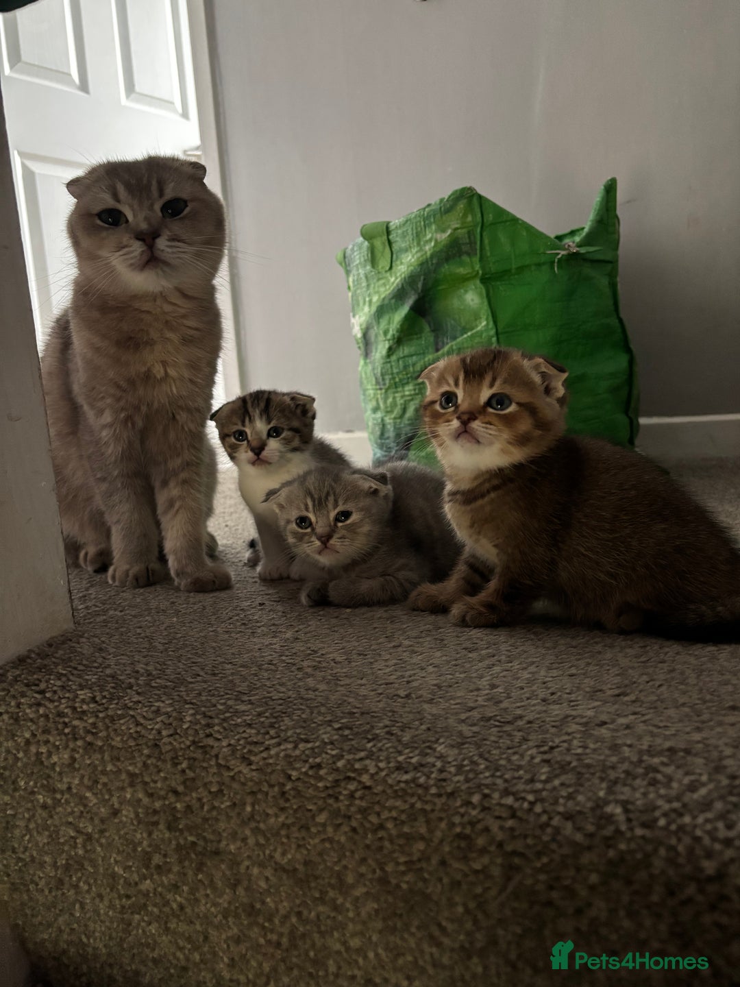Scottish Fold cats for sale: 3 Scottish folds  in Uckfield - Image 2