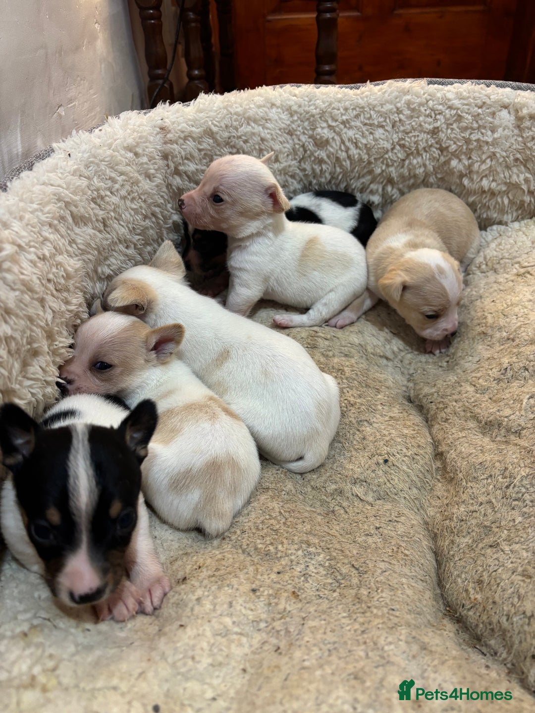 Mixed Breed dogs for sale: Adorable Jack Russel x Chihuahua puppies  - Advert 16