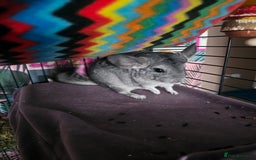 Chinchilla rodents for sale: Lovely sister chinchillas - Image 6