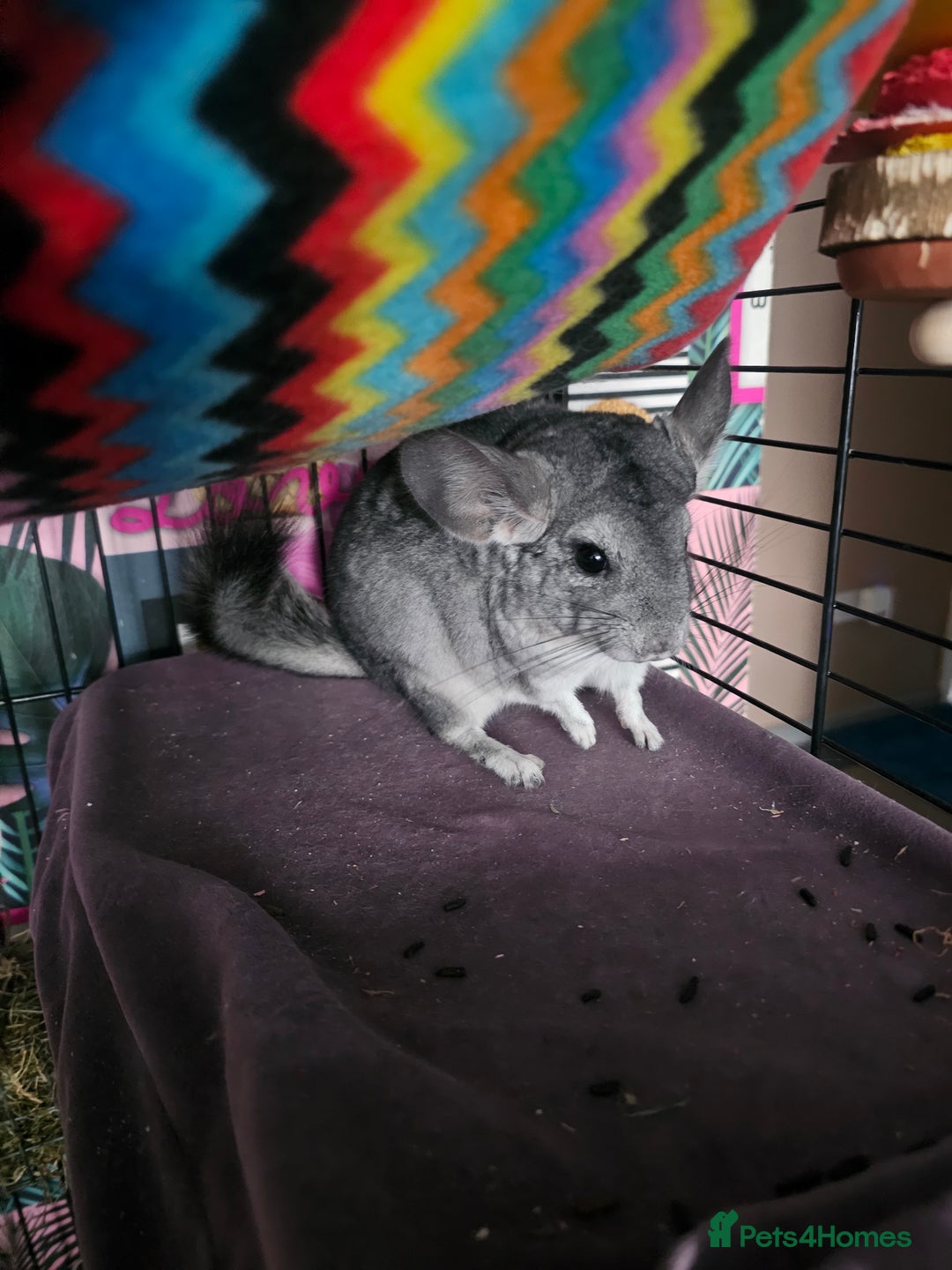 Chinchilla rodents for sale: Lovely sister chinchillas - Image 6