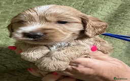 Cockapoo dogs for sale: F1 Cockapoo puppies  - Image 4