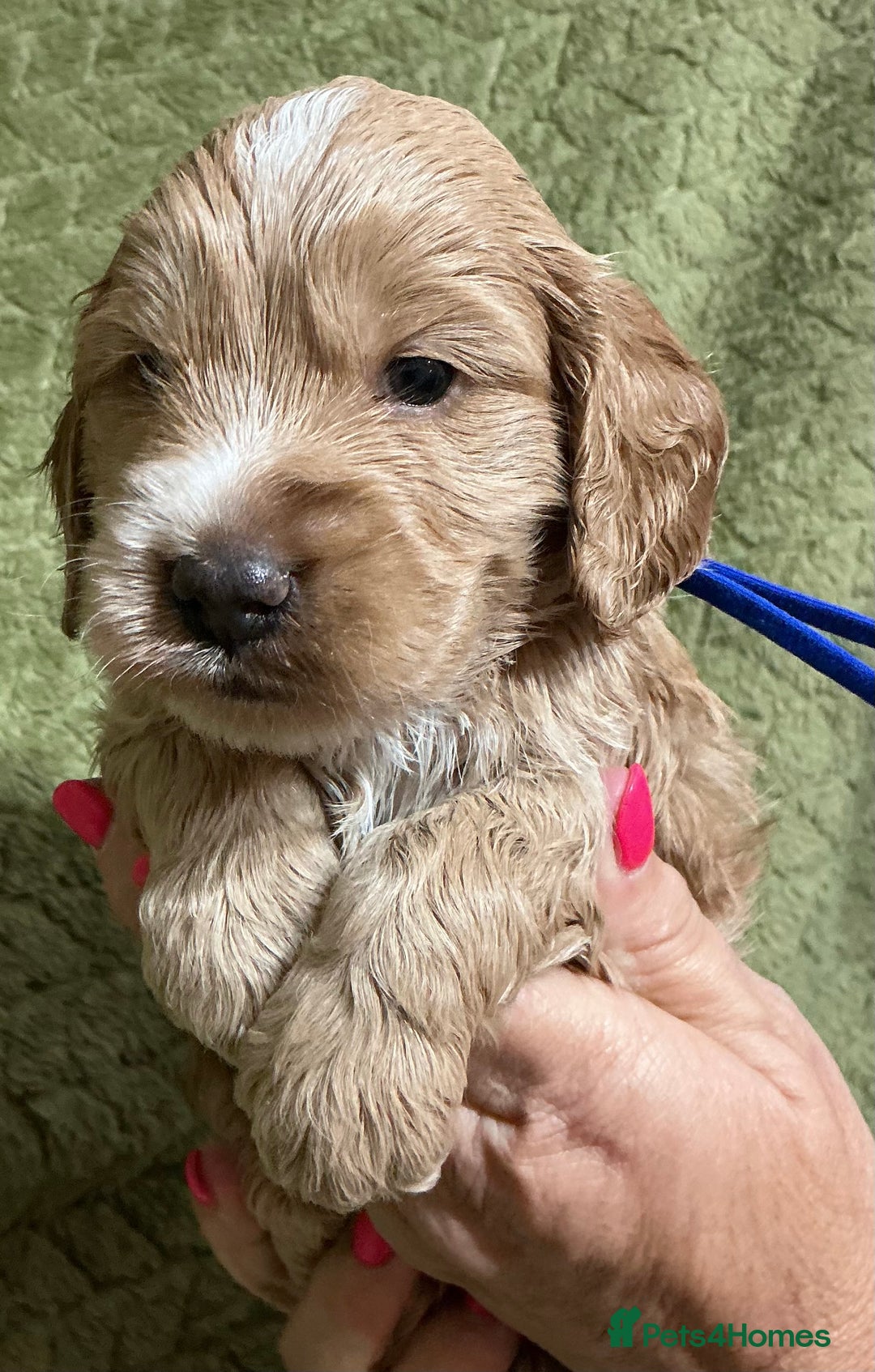 Cockapoo dogs for sale: F1 Cockapoo puppies  - Image 4