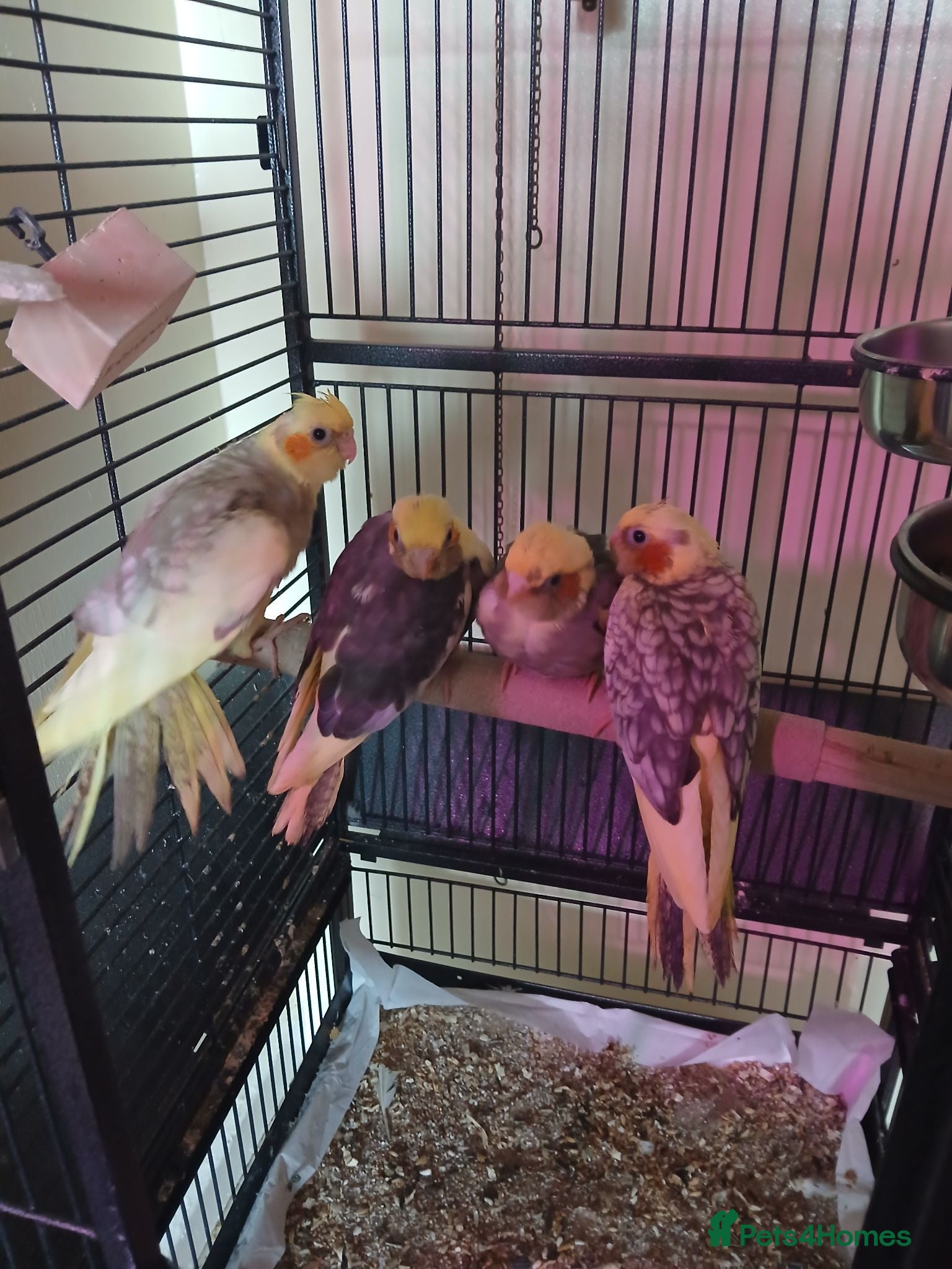 Cockatiels birds Bobby  - Advert 1