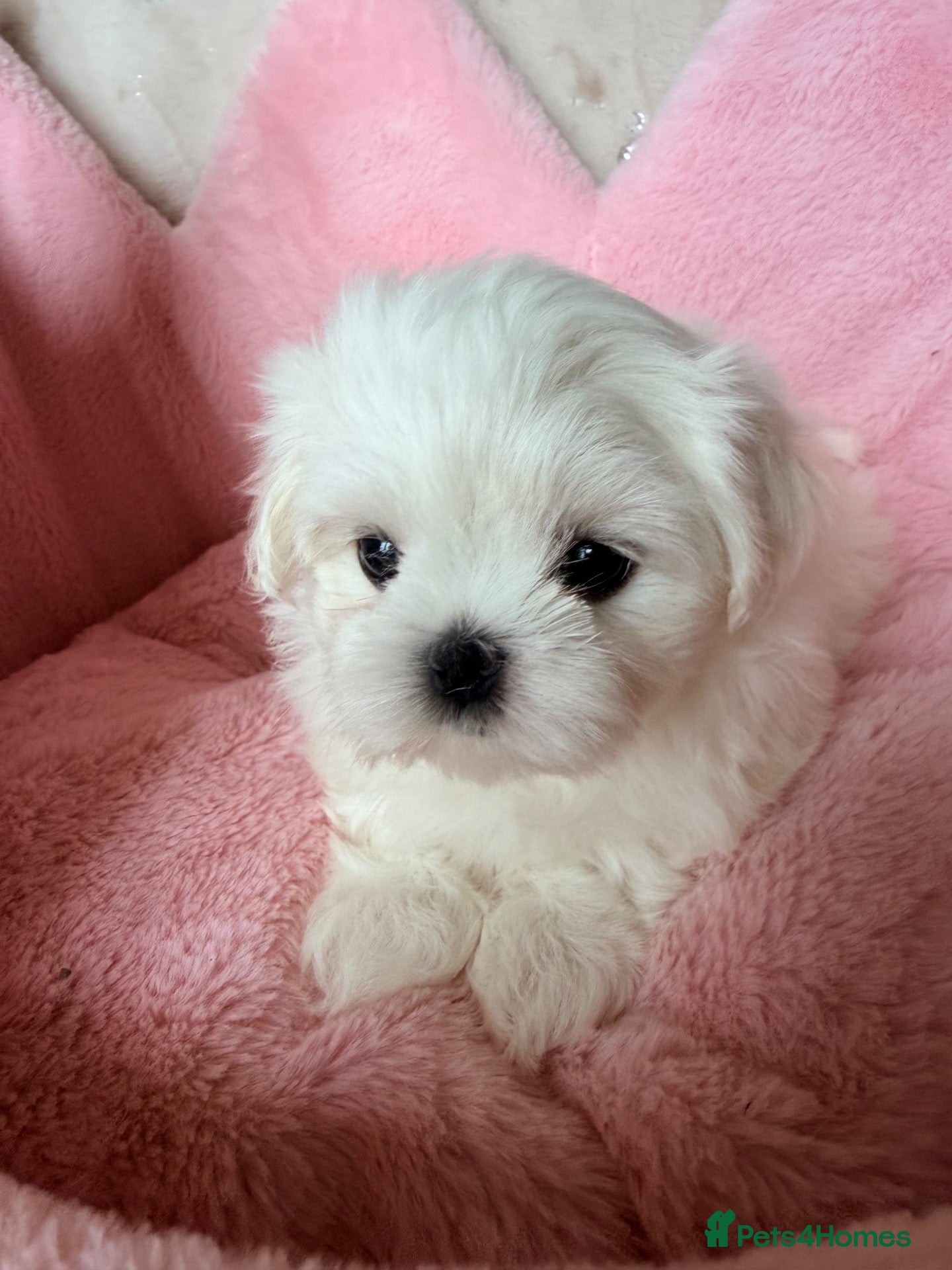 Maltese dogs Bambelina~ one girl ready now ~ Korean Maltese - Advert 2