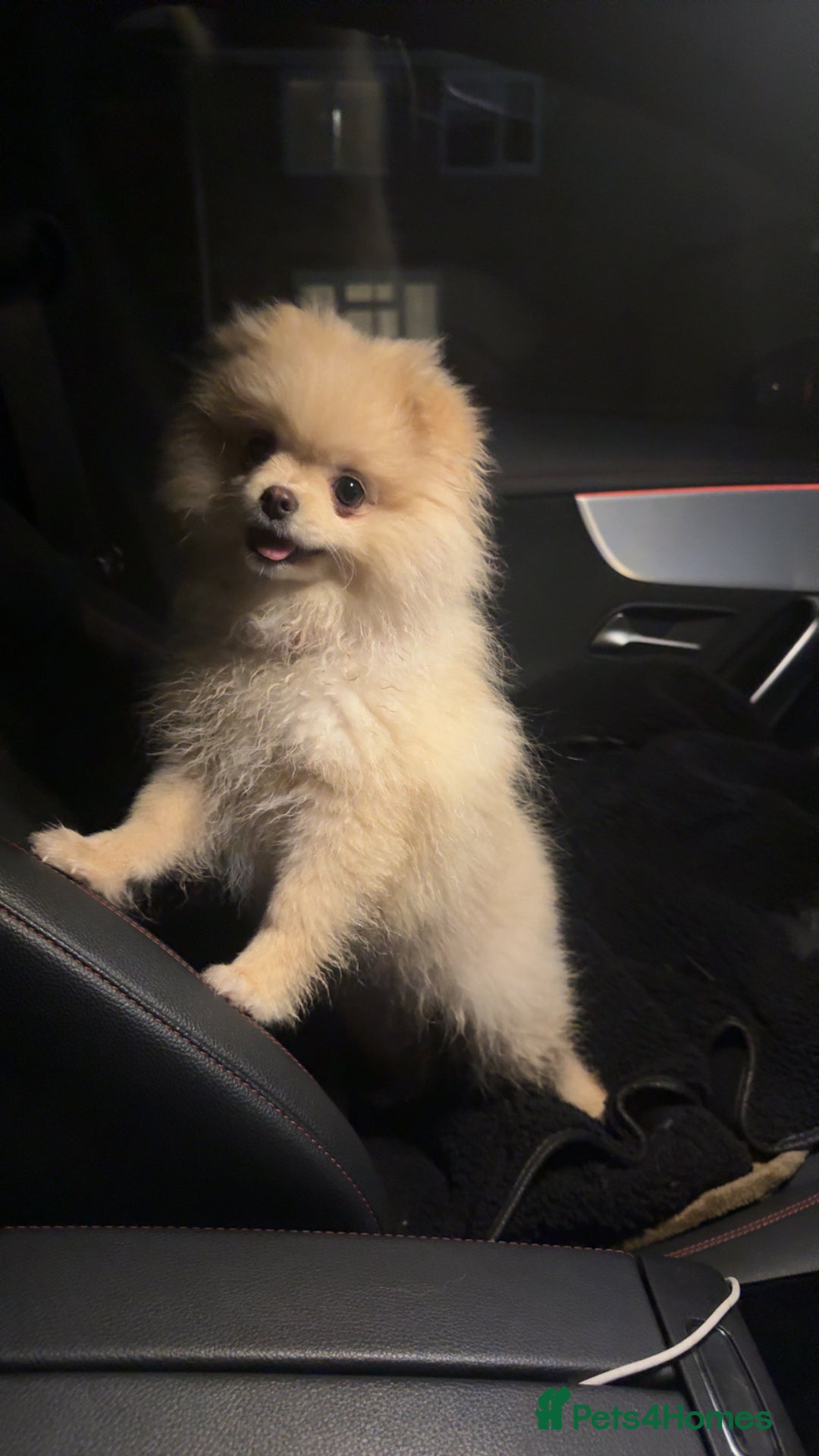 Pomeranian dogs for sale: Pomeranian Girl - Advert 5