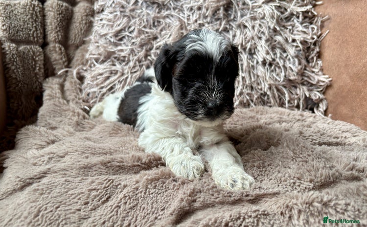 Lhasapoo dogs - Advert 1