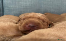 Labrador Retriever dogs for sale: Fox Red, Health Tested, KC Reg Lab Puppies - Advert 17