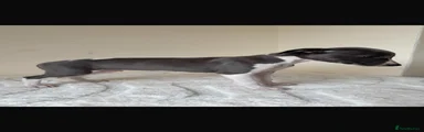 Whippet 5