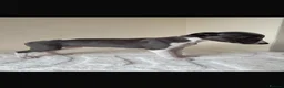 Whippet dogs for sale: Beautiful KC Registered Whippet pups for sale in Whitehaven - Advert 15
