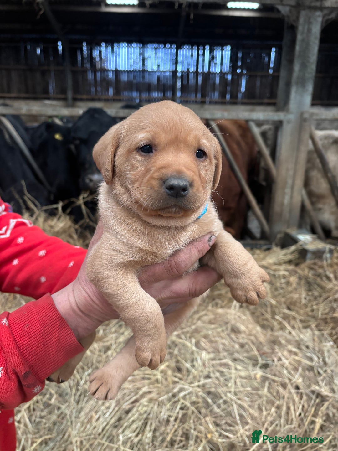 Labrador Retriever dogs for sale: Puppy Red fox labradors  - Advert 10