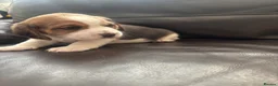 Beagle dogs for sale: Stunning Beagle puppies  - Advert 15