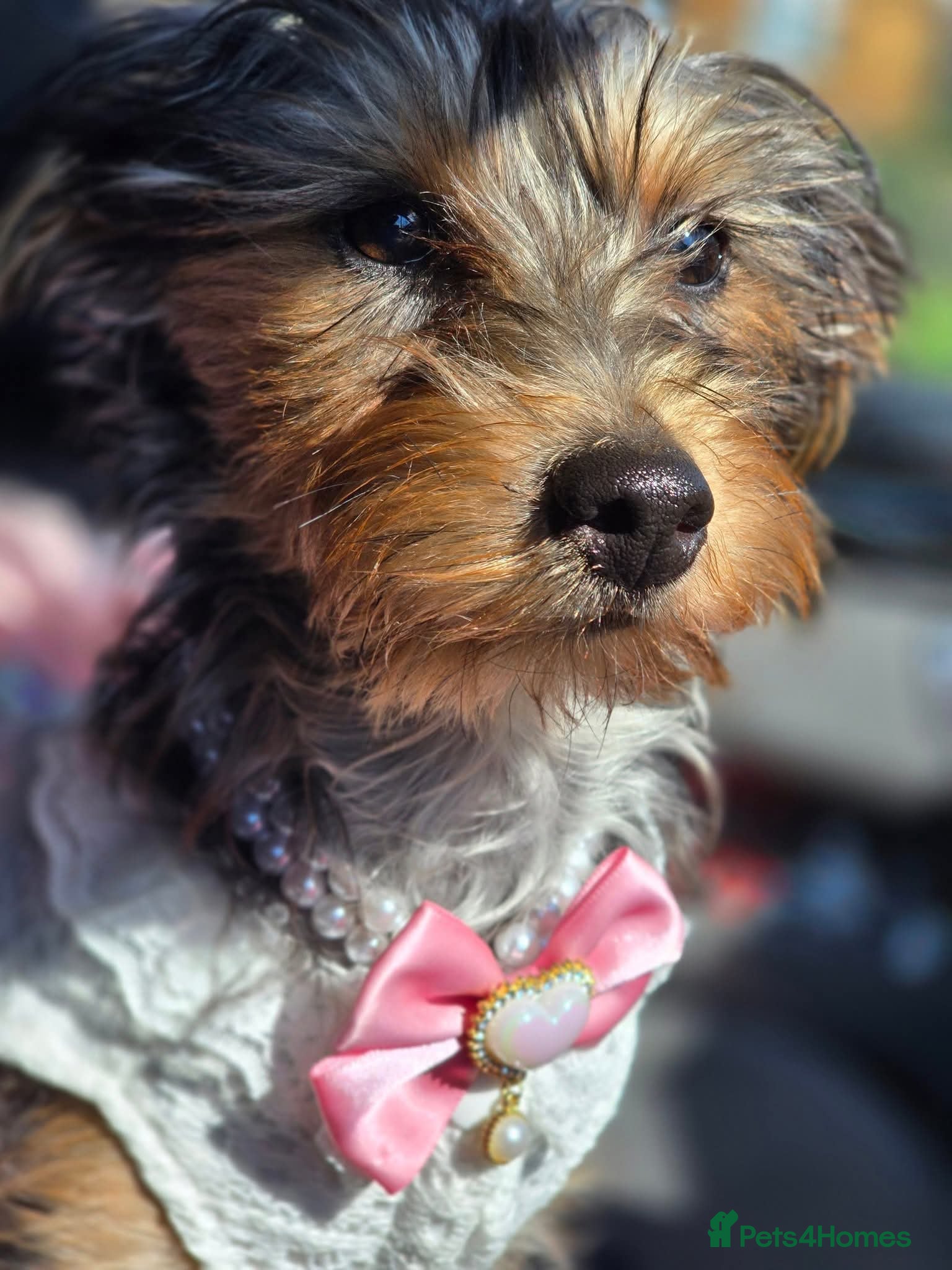 Yorkshire Terrier dogs Yorkshire Terrier pups ready 24th June  - Advert 1