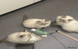 Siberian cats for sale: Blue eyed Adorable Siberian Neva masquerade  - Advert 8