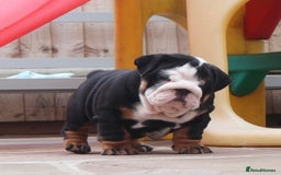 English Bulldog dogs for sale: 2 Gorgeous English Bulldog Pups 🩷 - Image 5