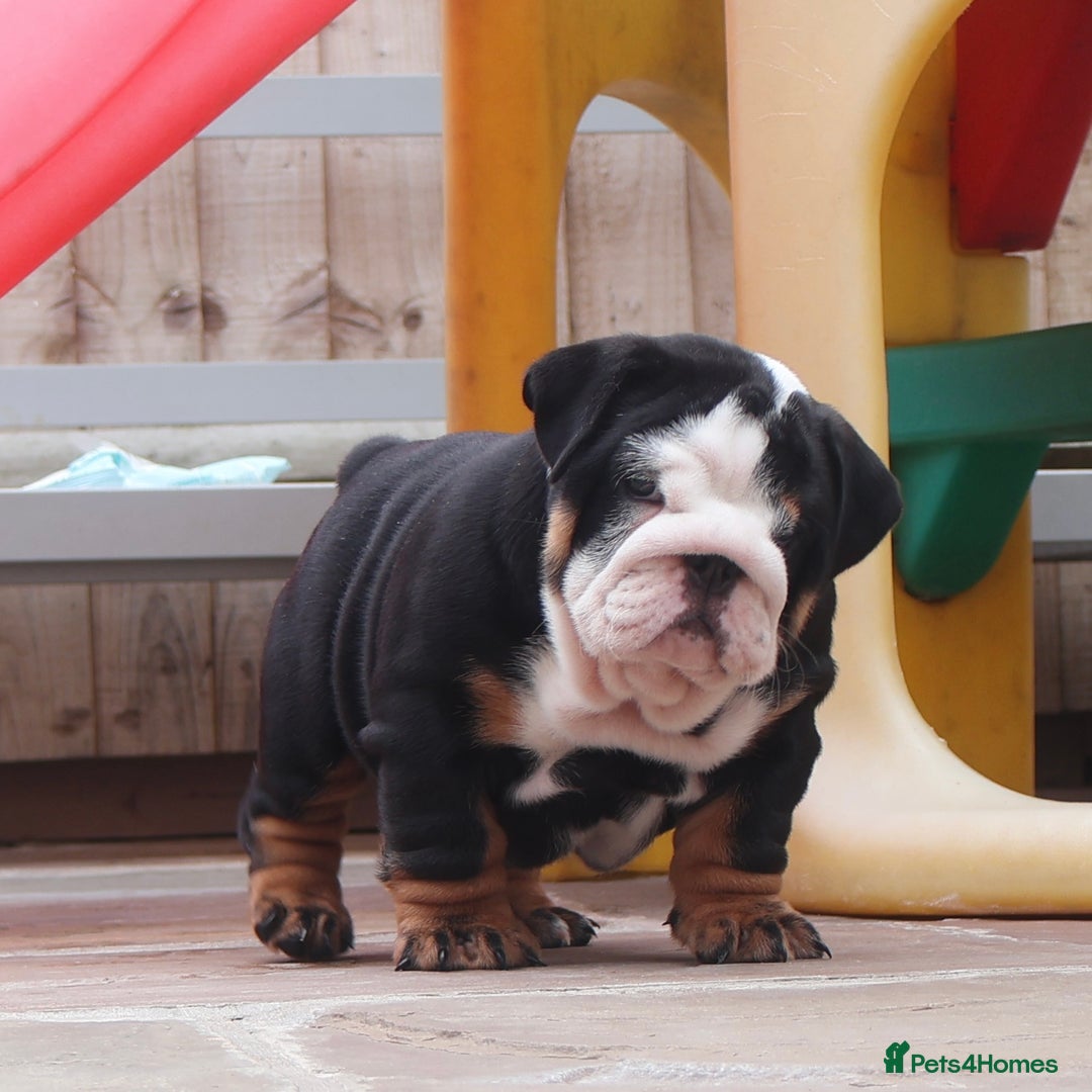 English Bulldog dogs for sale: 2 Gorgeous English Bulldog Pups 🩷 - Image 5