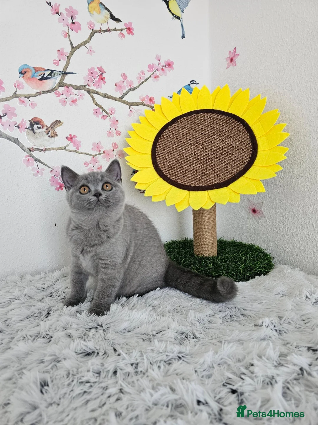 British Shorthair cats for sale: British Shorthair Kittens - Advert 1