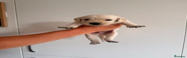 Goldador 4