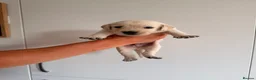 Goldador dogs for sale: Goldador Puppies - Advert 11