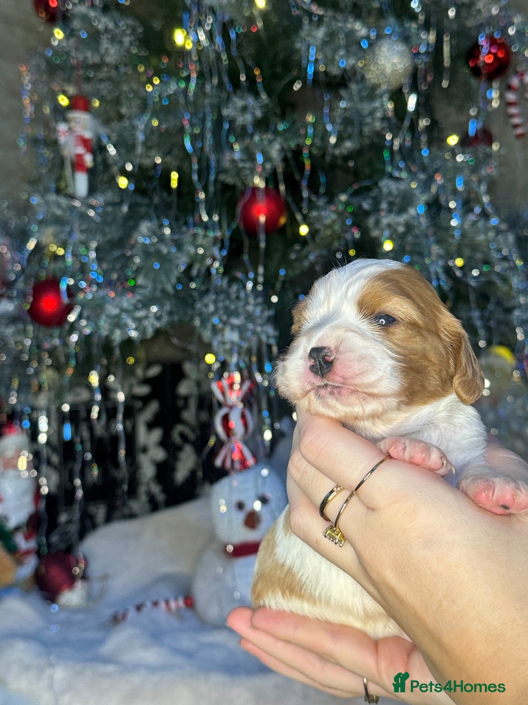 Cavalier King Charles Spaniel dogs for sale: Beautiful pups DNA HEALTH TESTED parents  - Advert 15