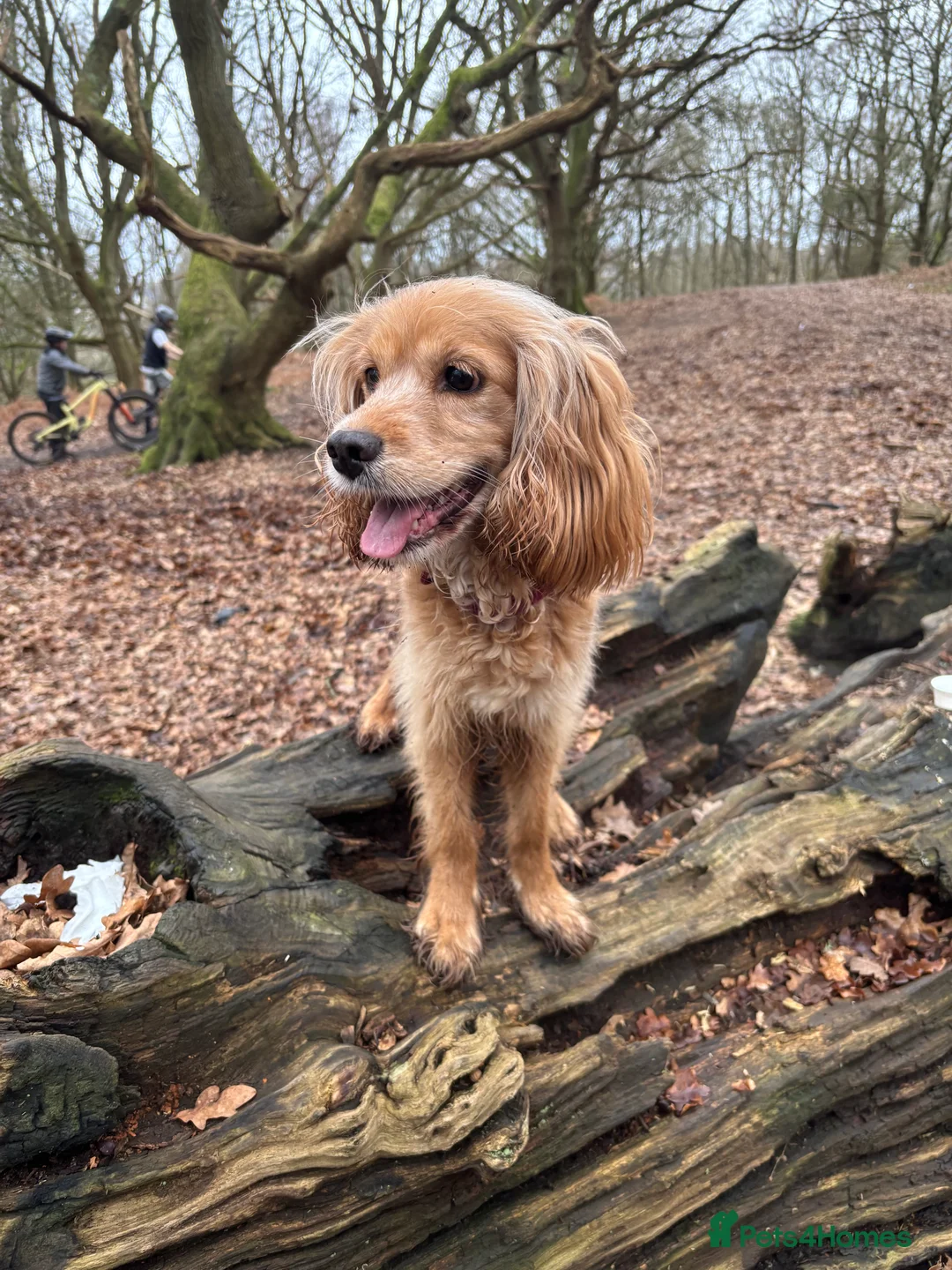 Cocker Spaniel dogs for sale: 4 year old cocker spaniel female - Advert 2
