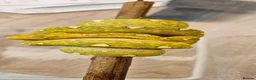 Python Snake reptiles for sale: Green Tree Python  - Advert 4