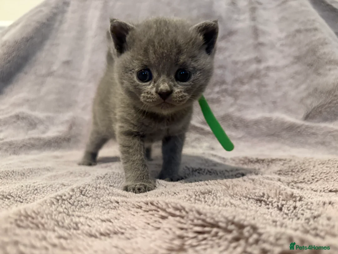 British Shorthair cats for sale: Beautiful British shorthair  - Advert 2
