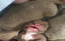 Mixed Breed dogs for sale: Pocket bully’s  - Image 3