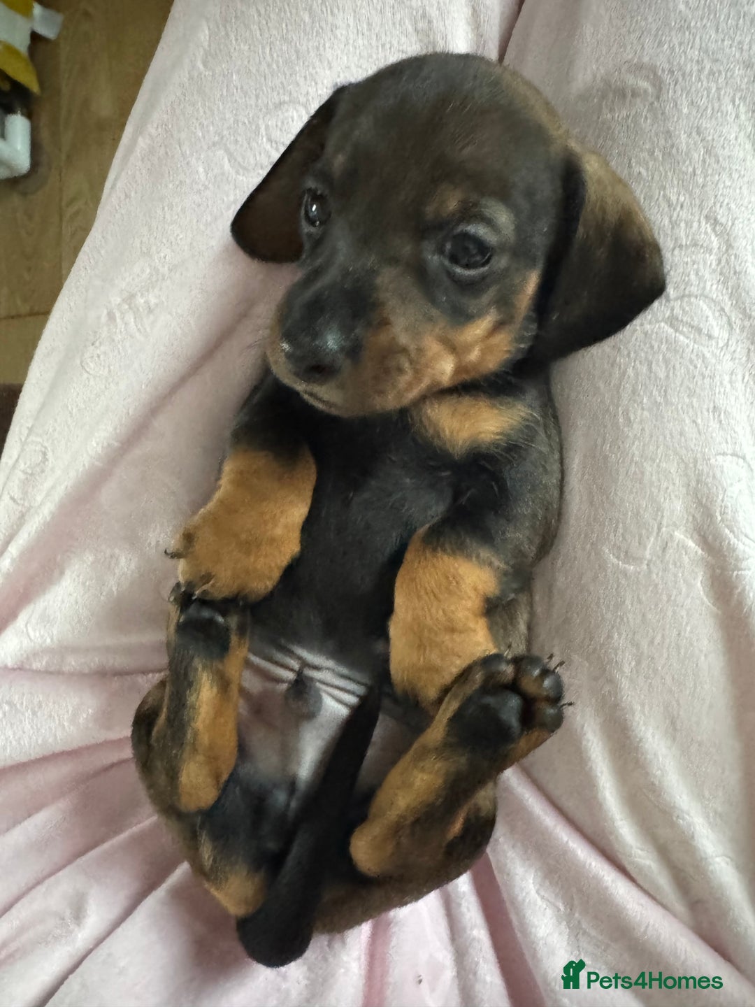 Dachshund dogs for sale: 8 dachshund puppies  - Image 30