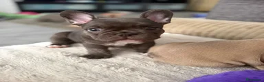 Boscoe