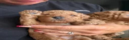 Cavapoo dogs for sale: F1bb Red Toy Cavapoo health tested parents in Doncaster - Advert 4