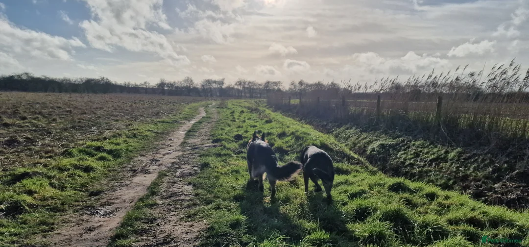 German Shepherd dogs for sale: Nearly 2 german shepherd male - Advert 6