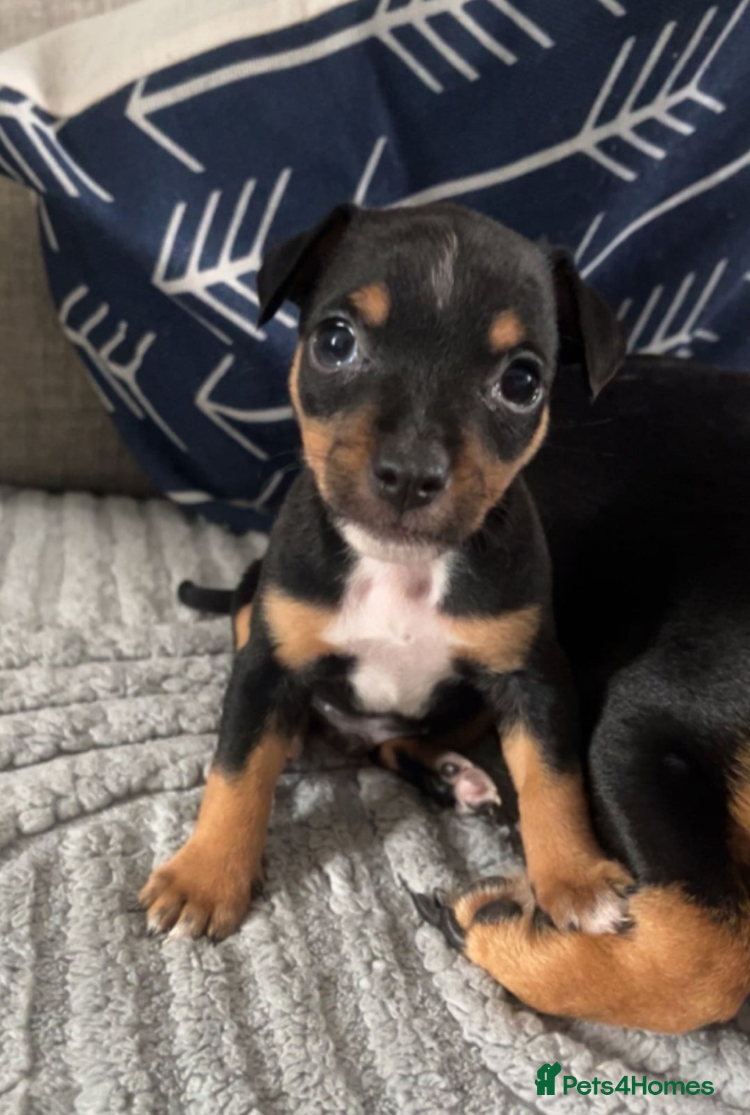 Jack Russell dogs for sale: Jack russell male puppy - Image 1