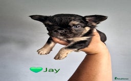 French Bulldog dogs for sale: *LAST2* Fluffy french bulldog puppies - Image 18