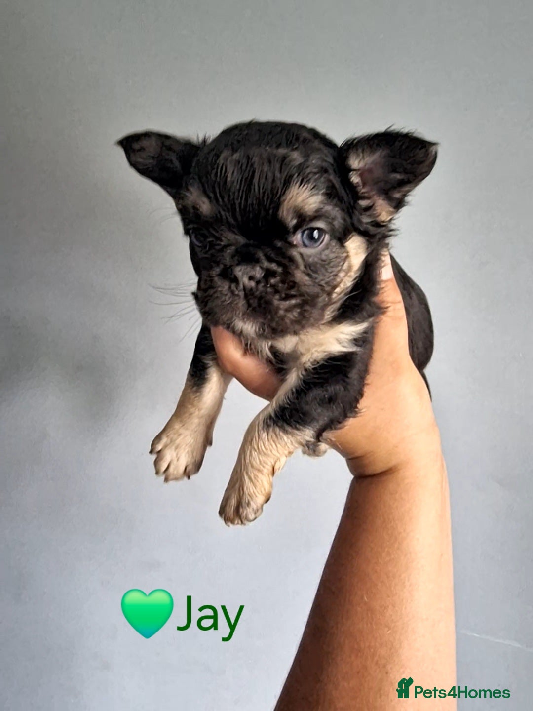 French Bulldog dogs for sale: *LAST2* Fluffy french bulldog puppies - Image 18