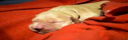 Golden Retriever dogs for sale: Golden Retriever Puppies - Advert 15