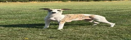 Whippet dogs for sale: Whippet Puppies  in Presteigne - Advert 1