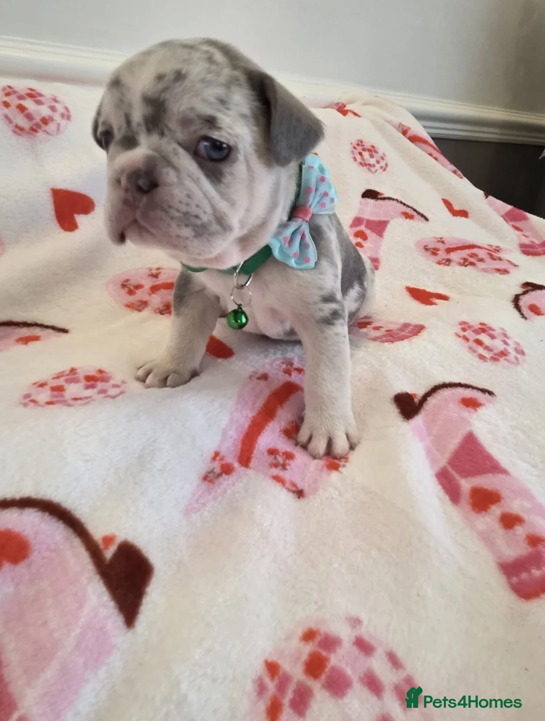 French Bulldog dogs for sale: Beautiful Frenchie puppies - Advert 22