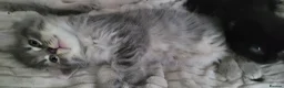 Mixed Breed cats for sale: Grey Tabby kitten - Advert 2