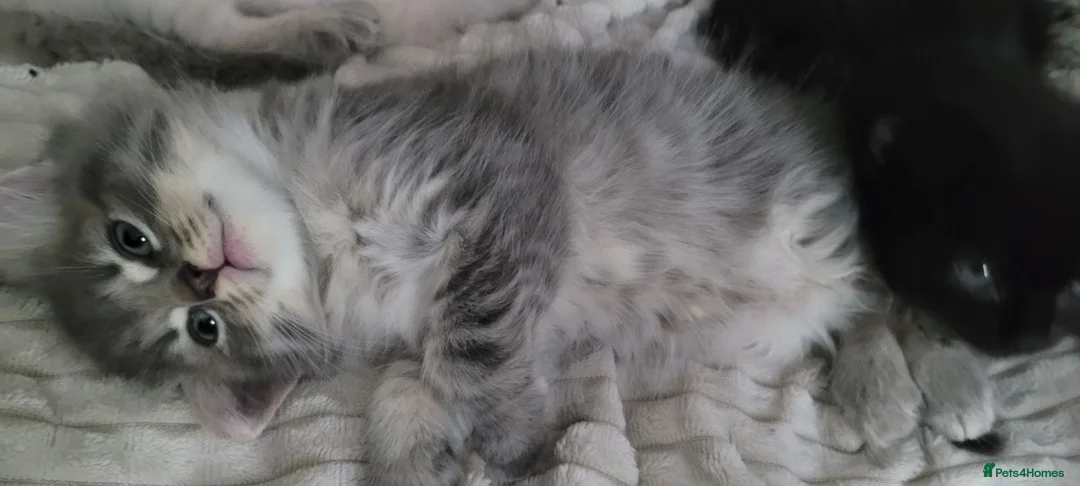 Mixed Breed cats for sale: Grey Tabby kitten - Advert 2