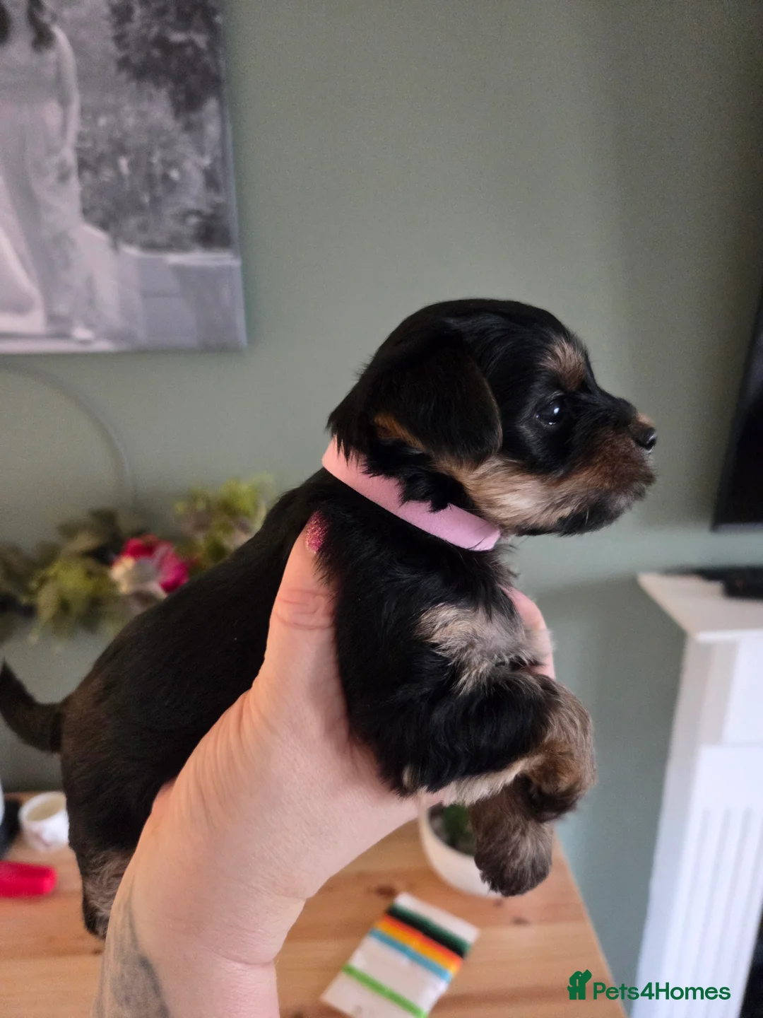 Yorkshire Terrier dogs for sale: Beautiful miniature Yorkshire terrier puppies - Advert 14