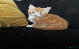 Mixed Breed cats for sale: Ginger Male Kitten -£220 - Image 2