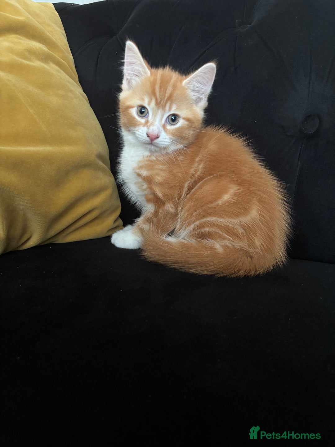 Mixed Breed cats for sale: Ginger Male Kitten -£220 - Image 2