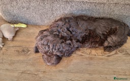 Sproodle dogs for sale: F1 health tested sproodle puppies  in Kidderminster - Image 17