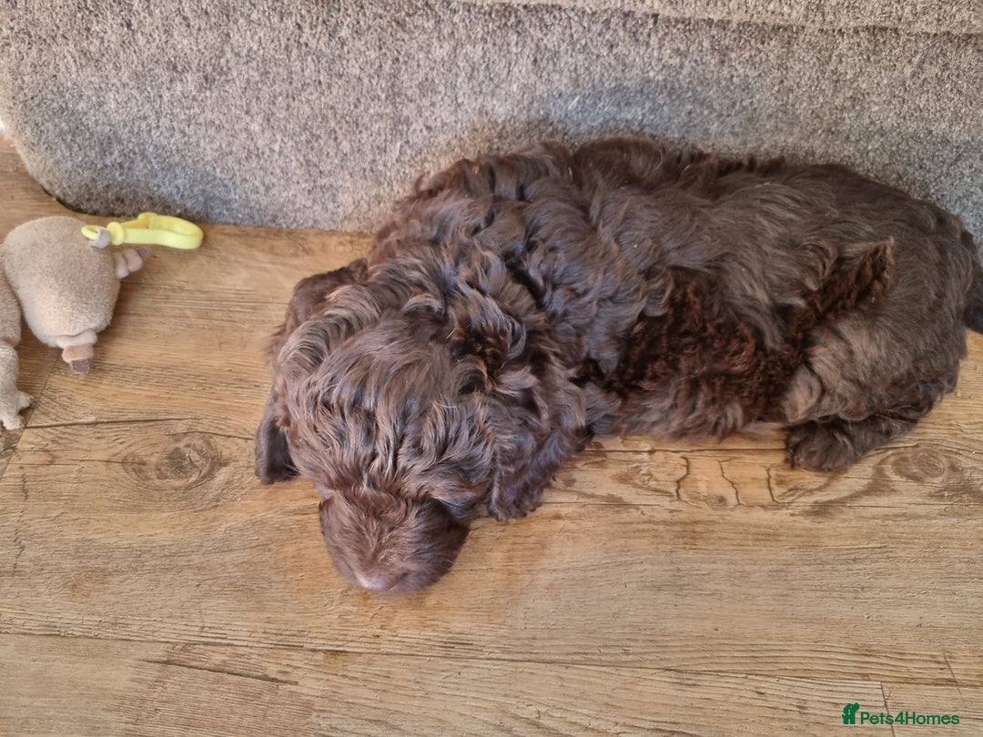 Sproodle dogs for sale: F1 health tested sproodle puppies  in Kidderminster - Image 17