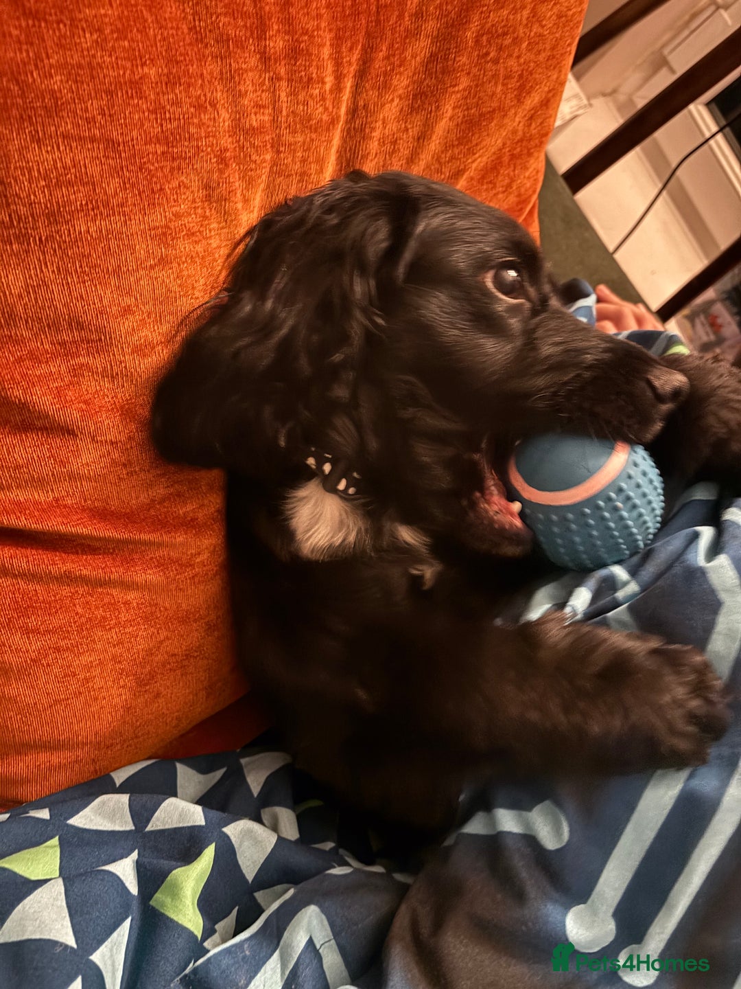 Cocker Spaniel dogs for sale: Winston  - Advert 1