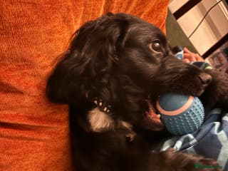 Cocker Spaniel dogs Winston - Advert 1