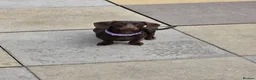Dachshund dogs for sale: 2 girl puppies  - Advert 4