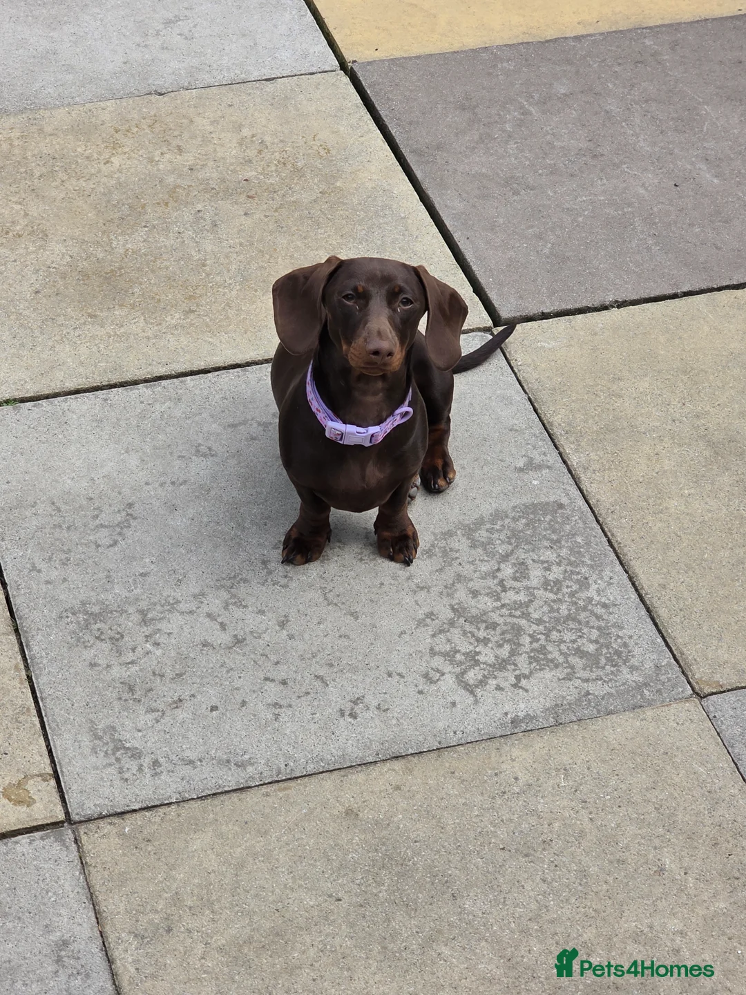 Dachshund dogs for sale: 2 girl puppies  - Advert 4