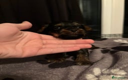 Yorkshire Terrier dogs for sale: Yorkshire terrier puppy  - Advert 5